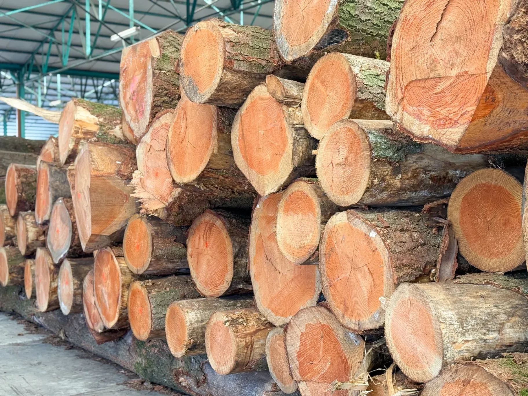 Im Sägewerk gelagerte Baumstämme